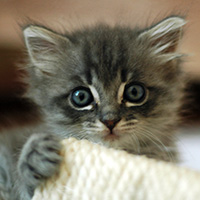 Kittens for adoption